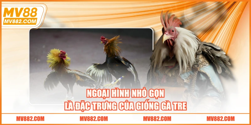 Ngoại hình nhỏ gọn là đặc trưng của giống gà tre